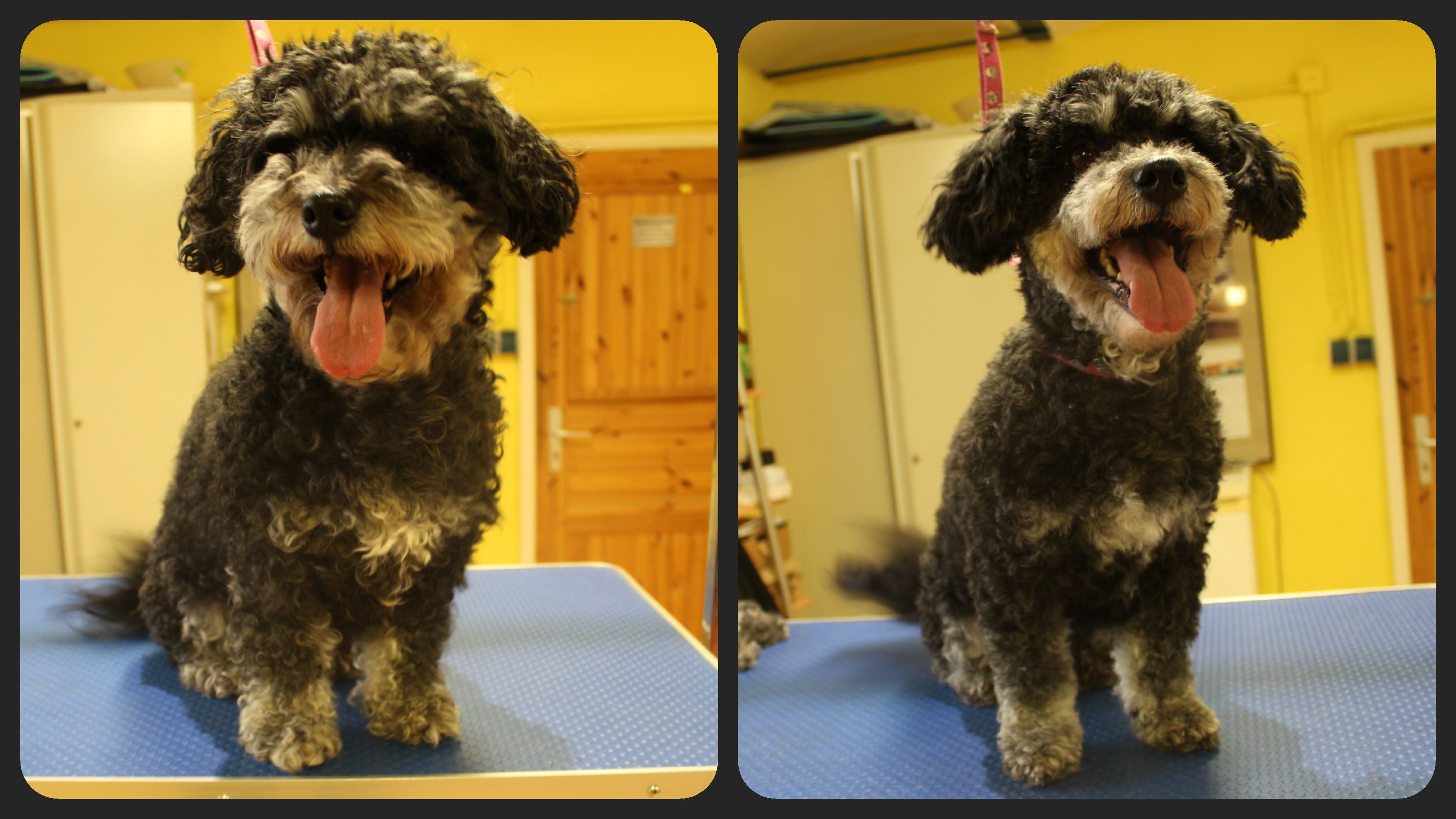 mobiler hundefriseur in der nähe hundefriseur in meiner nähe